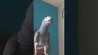 Bird Says N Word