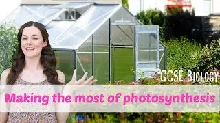Making the Most of Photosynthesis - GCSE Biology