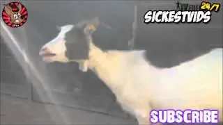 The Cranberries   Zombie Goat Edition
