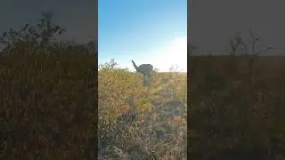 Elephant attack