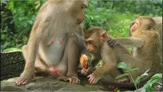 why monkey Rainbow Pull Leo Out from Libby while he walk to near mum