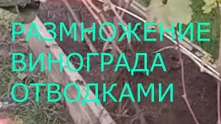 Размножение винограда  отводками
