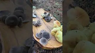 5 types of rowan mushrooms. How to distinguish poisonous ones? ☠️😱 