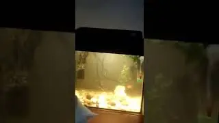 Да ну их,этих рыбок.