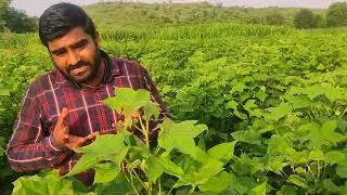 cotton crop diseses and thier managent    ||cotton crop production 🌱🌱🌱🌱 🐛🐛