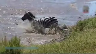Most Amazing Wild Animal Attacks #10 Prey Animals vs Predator Fight Back HD