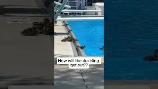 Baby duck gets stuck in pool gutter 🦆
