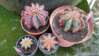 Gymnocalycium Multi Colour - Various types and sizes