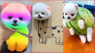 Cute puppies are playing in my garden