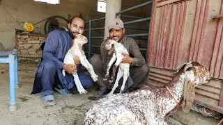 Talha bhai ko acahnak surprise mila