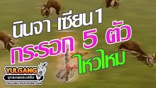 โยกัง นินจาเซียน1 ฟามกระรอก5ตัว ที่หุบเขาร้อยลี้