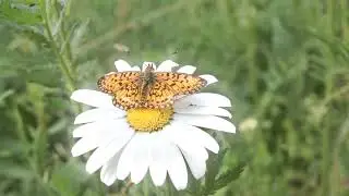 ჩუბინა