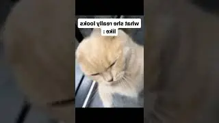 What my girlfriend thinks she looks like when she's angry #funny #catstagram #funnypets #funnyanimal