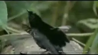 Cooler Vogel