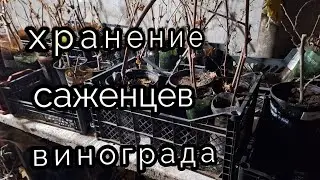 Мой способ хранения саженцев винограда 2023-2024
