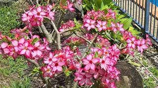 2024 Flower blooms