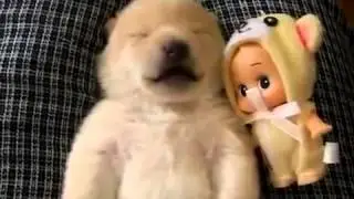 Приколы с животными Щенок разговаривает во сне XD