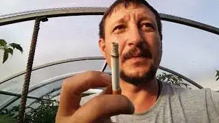 Трапезонд антоциановый дегустация 1 год на чердаке
