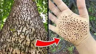 THE MOST UNUSUAL TREES IN THE WORLD (TOP 8)