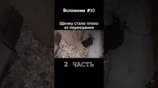 #pitbull #americanbreed #dogbreed #питбуль #дворняги @Agop_and_BANDA @DragonlifeAgop