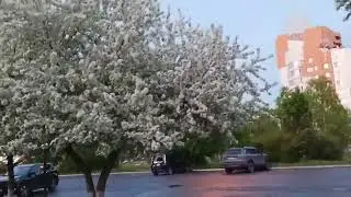 Город сад в действии