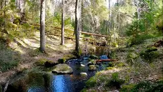 Swedish Nature - Wild Forest - Tyresta Nature Reserve - 4K