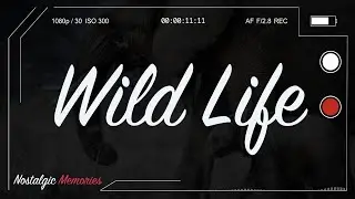 OneRepublic - Wild Life (Lyrics)