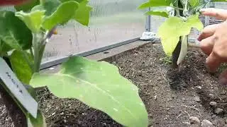 Баклажаны в Сибири в июне