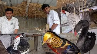 No one should be afraid of hearing wrong news from people We can keep Exotic birds.