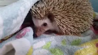 After bath, clean hedgie!