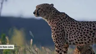 Cheetah: Beyond the Spots - Hidden Truths Revealed (Part 2)