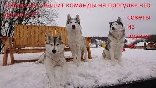 Пару советов если собака не слушается на прогулке и не реагирует на команды