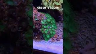 Reef Tank (GREEN BUTTON POLYPS) Not What You Think #reeftank #nanoreeftank