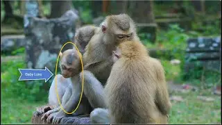 Pitiful! Baby Luno is living with Billy and Shemba monkey. while Luna release him walking a lone.