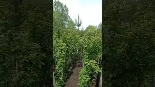обрежте мокушки у малины,для лучшего плодоношения.