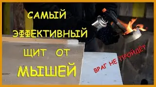 Эффективное средство от мышей в частном доме