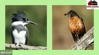 Red Barn Event - Belted Kingfisher: Messenger of Waterways