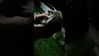 Смертоносный Ëж😄