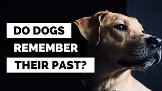 How Much Do Dogs REALLY Remember? You Won't Believe the Answer!