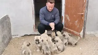 SAFKAN KANGAL YAVRULARI 05545157708