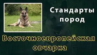 Стандарты пород  Восточноевропейская овчарка