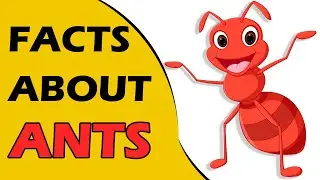 Interesting and Unknown Facts About ANTS | AniMoGraphic