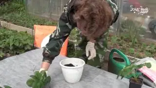 ПОСАДКА ЗЕМЛЯНИКИ И КАПУСТЫ,  НОВИНКА! ДВУХЦВЕТНЫЙ МАТЕРИАЛ АГРОТЕКС