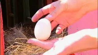 Raising Backyard Chickens  - Basic Egg Information