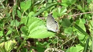 Eastern Tailed Blue Butterfly Wagging its Butt