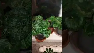 Ураа я это сделала! Выростила цикламены из семян 😍🔥