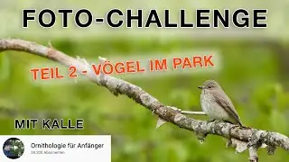Vogelfotografie Challenge Teil 2 (mit Kalle) - Vögel im Park oder Garten fotografieren