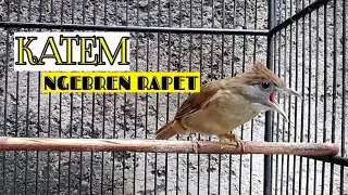 Kapas Tembak Gacor ngebren rapat