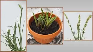 Episode 01 How to Grow Tuberose Flowers
