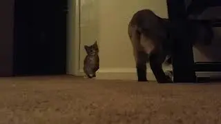 Simba meeting Nala